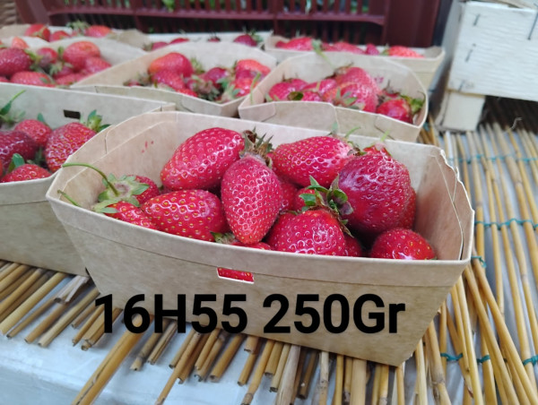 Barquette en carton – 250gr – (Couvercle en option) – Plusieurs modèles