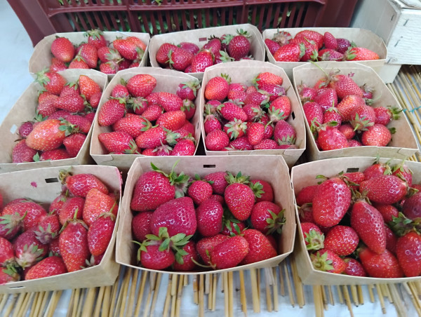 Barquette en carton – 250gr – (Couvercle en option) – Plusieurs modèles